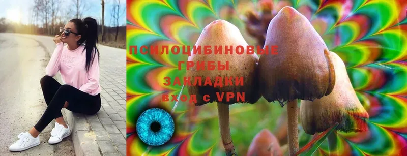 МЕГА ссылка  Зубцов  Псилоцибиновые грибы Psilocybe 